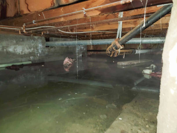 Best Flood restoration services  in Elmira, NY